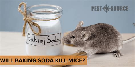 baking soda and corn meal for mice|baking soda and jiffy mix for mice.